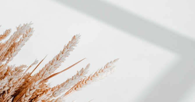Weight Loss Telehealth