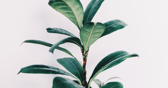 Weight Loss Telehealth